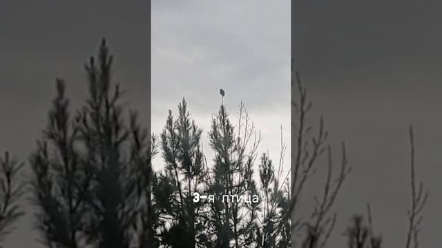 Поймали 3 сокола за 2 часа с помощью ловушки. Ловля пустельги. Vlog #1 смотреть онлайн