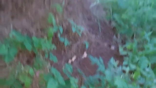 СИЛЬНЫЙ ДЕНЕЖНЫЙ ЗАГОВОР НА МУРАВЕЙНИК ДЛЯ ВСЕХ ВЕДЬМИНА ИЗБА ▶️ ИНГА ХОСРОЕВА смотреть онлайн