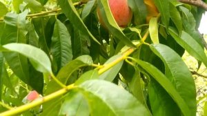 Персик Ред хевен 2021р.