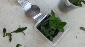 ЛОБЕЛИЯ ОКАЗЫВАЕТСЯ ЧЕРЕНКУЕТСЯ!!! МОЙ ОПЫТ ЧЕРЕНКОВАНИЯ ЛОБЕЛИИ