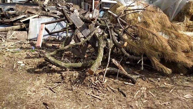 Поросята Начали Кушать Сами ,Вот такие У нас Бутузы смотреть онлайн