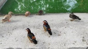 Ейск 2022. Пруд у храма