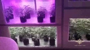 В Саратовской области полицейские обнаружили мини-плантацию конопли