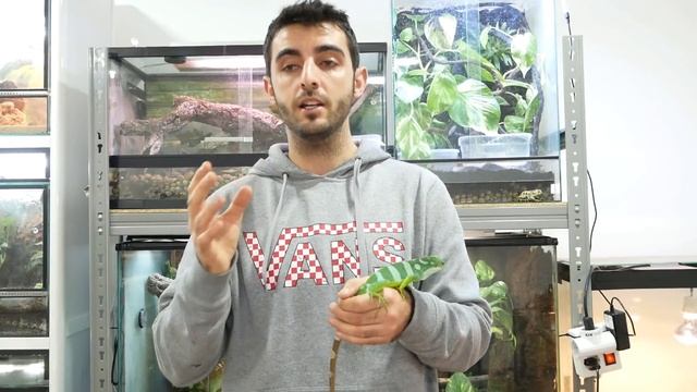 GUIA de CUIDADOS: Iguana Fiji (Brachylophus fasciatus) смотреть онлайн