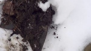 Как правильно хранить топинамбур