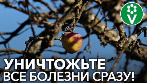 Обработайте ТАК сад ПЕРЕД ЗИМОЙ! Классический рецепт искореняющей обработки