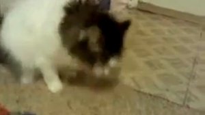 Кошка отрыгнула)