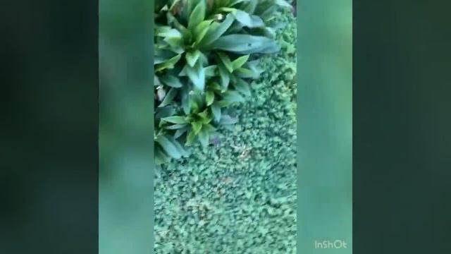Очиток Испанский (Седум) почвопокровный