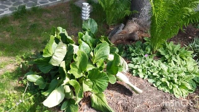 Расцвели рябчики и ирисы. как сейчас выглядят Хосты и папоротники. Пережили заморозки. смотреть онлайн