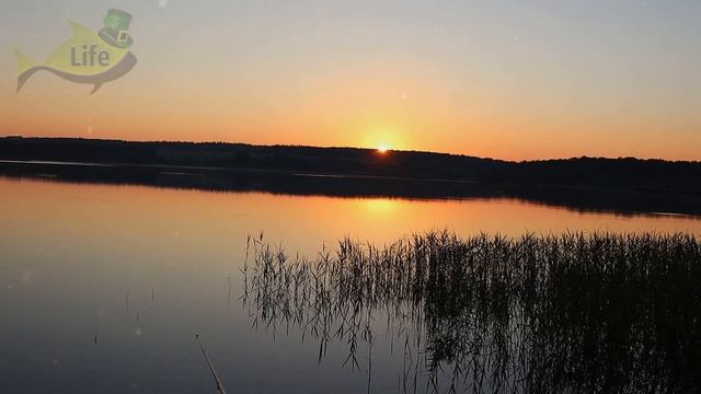 Лучшие наживки на которые всегда клюет белый амур! На что ловится белый амур? На что клюет амур? смотреть онлайн