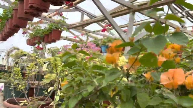 Бөлмө гүлү. Биздин куносканаларыбыздын Жаз айына карата видео обзору 4- чү бөлүм?