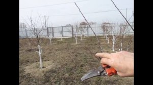 ОБРЕЗКА СЛИВЫ ВЕСНОЙ.  Как обрезать, чтоб больше стало урожая.