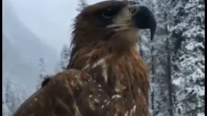 ГОРДЫЙ ОРЁЛ КАВКАЗА