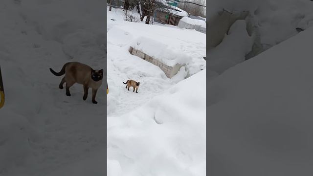 гуляю с другом мияги смотреть онлайн