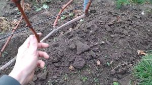 Обрезка винограда под перепрививку куста.
