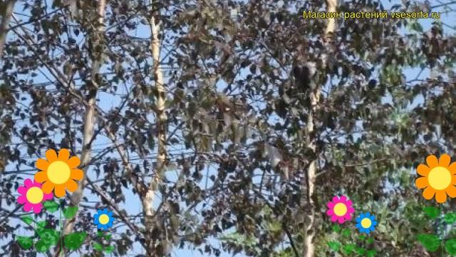 Береза повислая Бибор. Краткий обзор, описание характеристик betula pendula Bibor