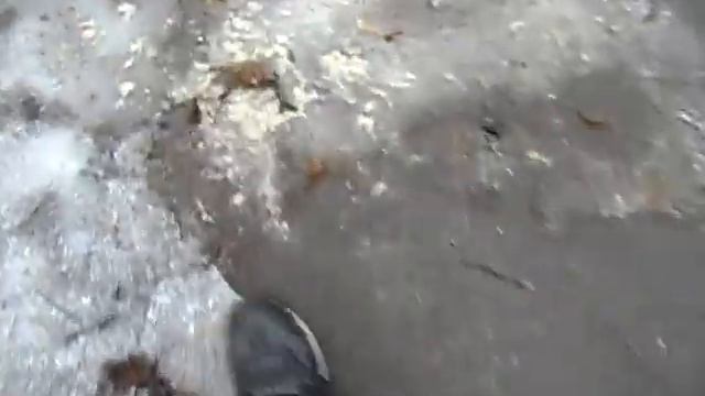 Фруктоедение Донбасса 161 день. Возвращаемся с Богданом Николаевичем с рынка. смотреть онлайн