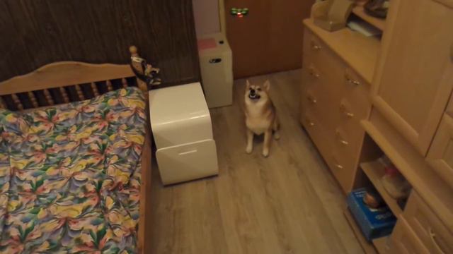 Шибу-ину охотится на коптер / Shiba inu hunting copter смотреть онлайн