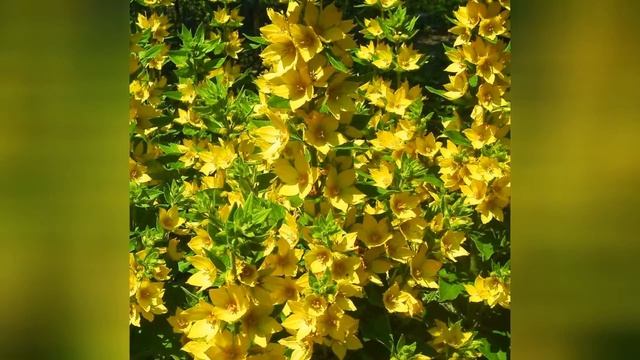 ВЕРБЕЙНИК (LYSIMACHIA) сем. Первоцветные смотреть онлайн