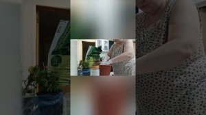 хризантема "Бранбич Оранж " на крайнем севере