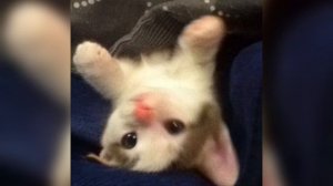 Маша и Медведи-Любочка(speed up)