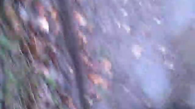 Незаконное оптоволокно в лесу Одинцово смотреть онлайн