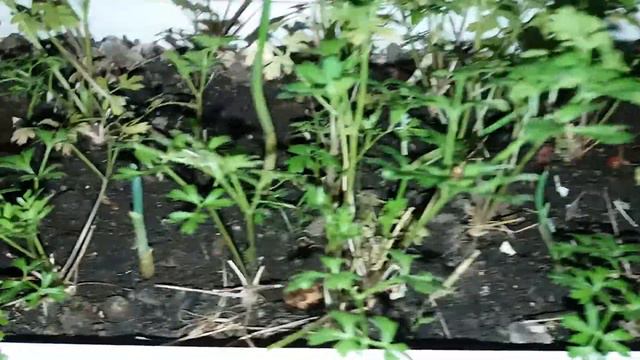 Выращиваем лук с петрушкой на лоджии. смотреть онлайн