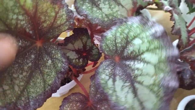 Комнатные растения. Уход за декоративно-лиственными бегониями . смотреть онлайн