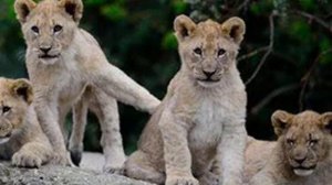 Ирвин Шоу. Молодые львы, ч. 7 (Читает: Евгений Терновский)