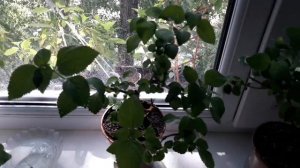 #Комнатное растение -Лантана "девичье слово". Цветет Свинчатка