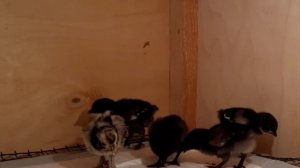 Купили цыплят ухейилюй?