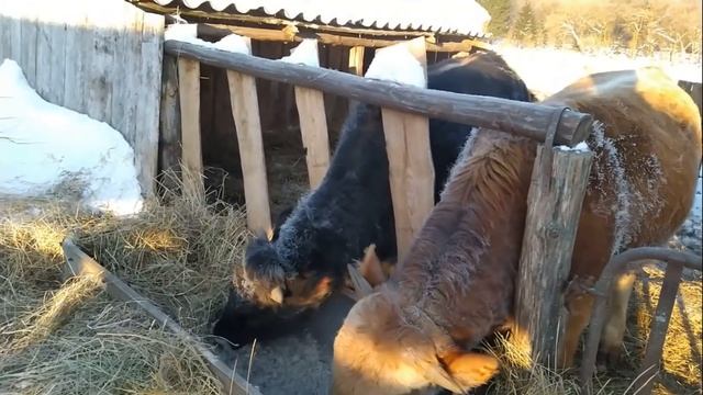 Рацион быков в минус 30 смотреть онлайн