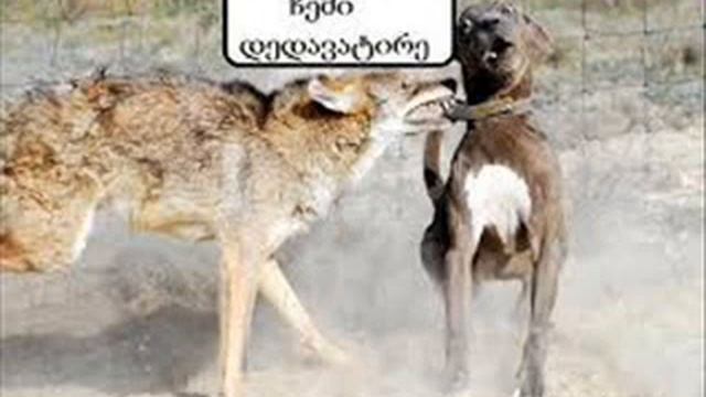 anegdotebi смотреть онлайн