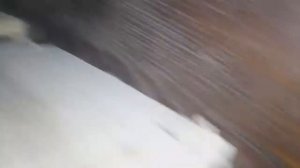 ЯЙЦА НЕРАЗЛУЧНИКА - ИСКУССТВЕННОЕ НАСИЖИВАНИЕ В ИНКУБАТОРЕ - РАЗВЕДЕНИЕ НЕРАЗЛУЧНИКОВ