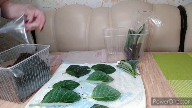 Лист потерял тургор, укоренение листа смотреть онлайн