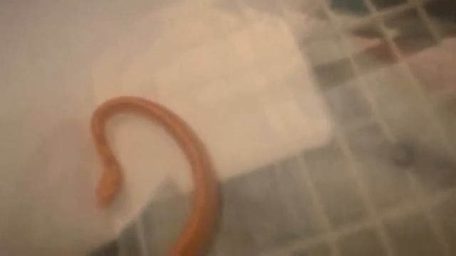 Маисовый полоз морфы амел мотли страйп смотреть онлайн