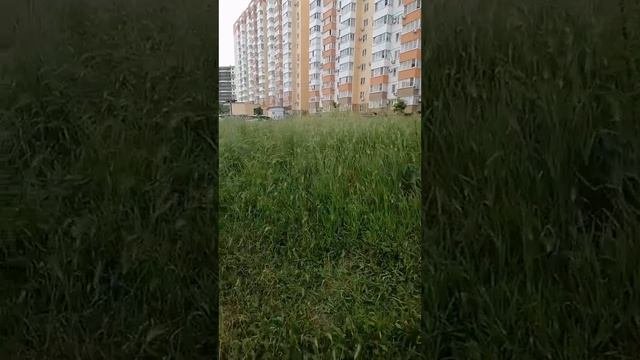 "Трава по колено": жительница Новороссийска недовольна состоянием двора
