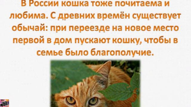 День кошек в России. смотреть онлайн