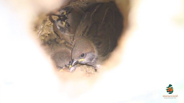 Заказник Саратовский смотреть онлайн