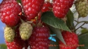 Малина ремонтантная Карамелька (rubus idaeus) ? обзор: как сажать, саженцы малины Карамелька
