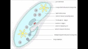 Простейшие.Инфузория туфелька и ее строение.