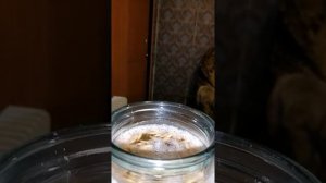 Сурица : Овёс в шелухе с мёдом.