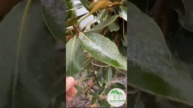 Магнолия крупноцветковая Феликса смотреть онлайн