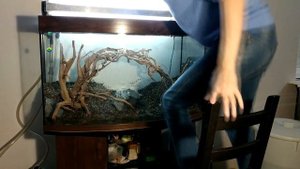 Оформление и запуск аквариума 110 см. Как сделать композицию из коряг...