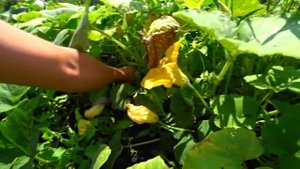 уход и формирование тыквы