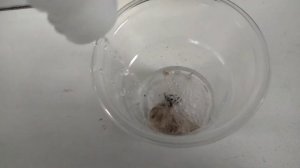 обработка черепа птицы