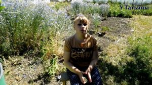 СОДА и МЫЛО ЛУЧШЕЕ средство от МУЧНИСТОЙ РОСЫ на: огурцах, кабачках, смородине и др. растениях