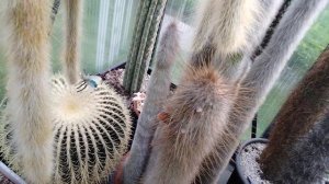 Кактусы в мае и их цветение. Столбовидный кактус расцвел.Маммилярии.Матуканы.Эхиноцереусы.Kakteen,