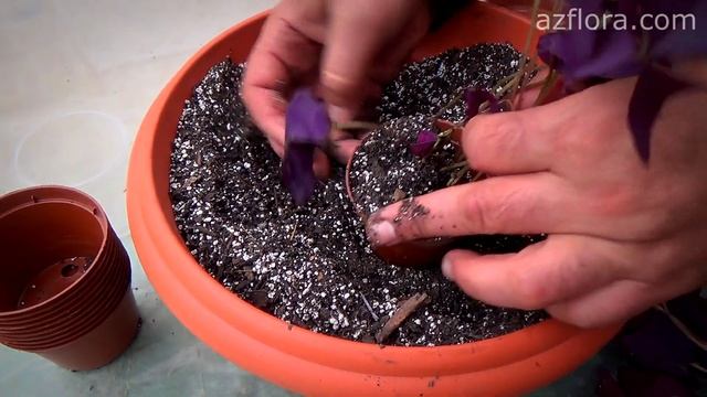 РАЗМНОЖЕНИЕ КИСЛИЦЫ И УХОД В ДОМАШНИХ УСЛОВИЯХ