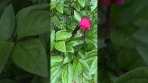 Paeonia 'Melot' (Miely, 2005)--  канал ЮТУБ :  ПІВОНІЇ - ВСЕ ПРО НИХ